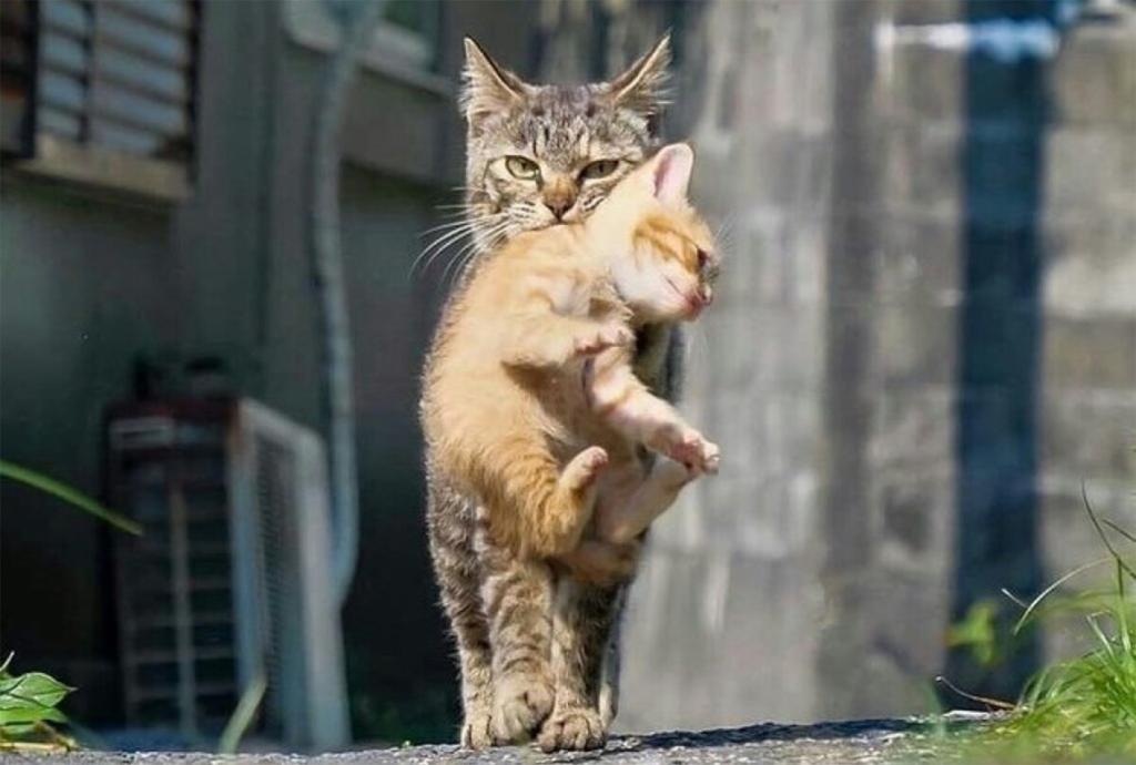 Полуживая кошка затащила котенка в церковь.jpg